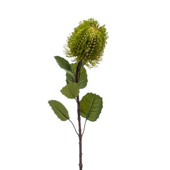 Banksija Prskana Zelena - 57 cm