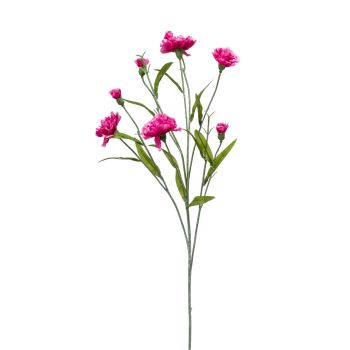 Diantus Ciklama - 1 Grana - 70 cm