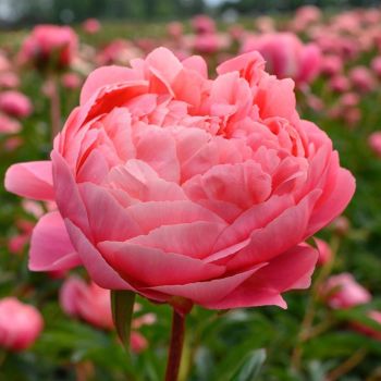 Paeonia 'Coral Charm' - C2 L