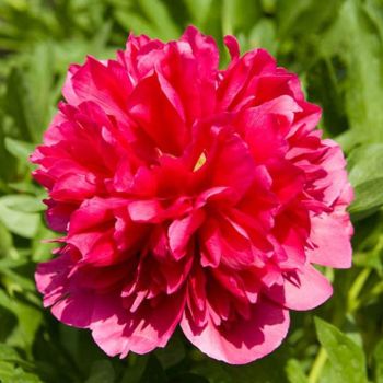 Paeonia 'Many Happy Returns' - C5 L