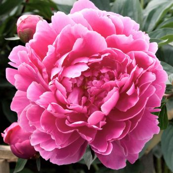 Paeonia 'Dr. Alexander Fleming' - C2 L