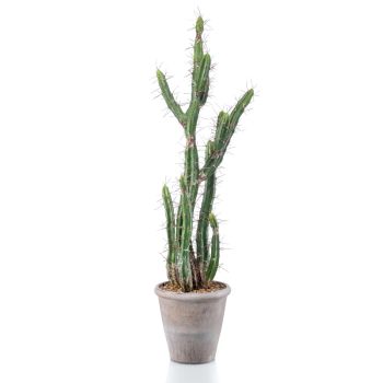 Kaktus Stetsonia U Sivoj Saksiji - 100 cm
