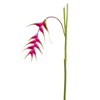 Helikonija Prskana - 120 cm