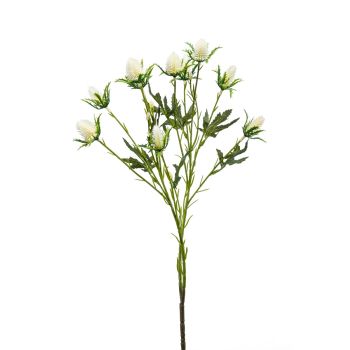 Eryngium Krem - 2 Grane - 68 cm