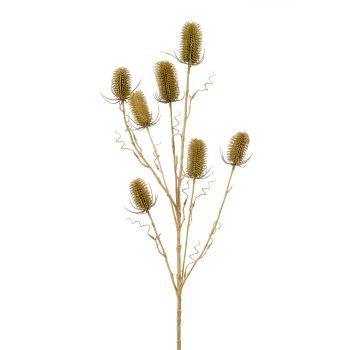 Dipsacus Zelena - 7 Grana - 105 cm