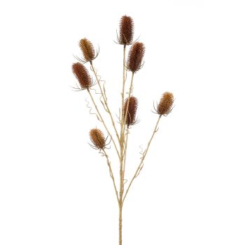 Dipsacus Braon - 7 Grana - 105 cm