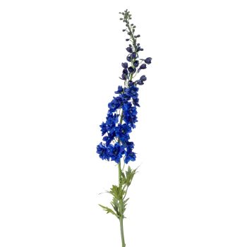 Delphinium Plavi - 130 cm