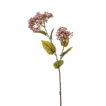 Pentas Bobica Grana Ljubičasta - 65 cm