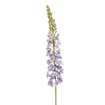 Eremurus Zlatna