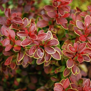 Berberis thunbergii 'Golden Ring' - P15 - 30/50 cm