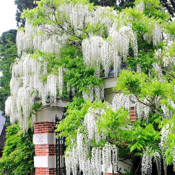 Wisteria floribunda 'Alba' - C 2.5 L - 70+ cm