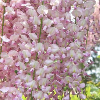 Wisteria floribunda 'Rosea' - C 2.5 L - 70+ cm