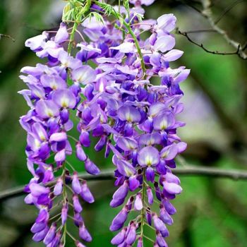 Wisteria sinensis 'Prolific' - C2 - 70+ cm