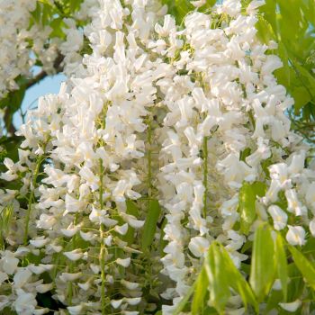 Wisteria floribunda 'Shiro Kapitan Fuji' - C10 L - 100/150 cm