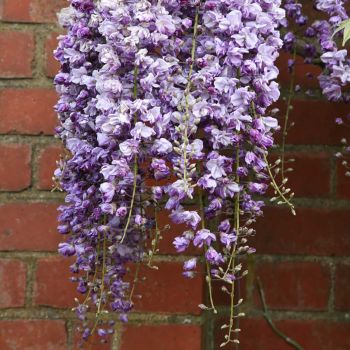Wisteria floribunda 'Black Dragon' - C10 L - 175/200 cm