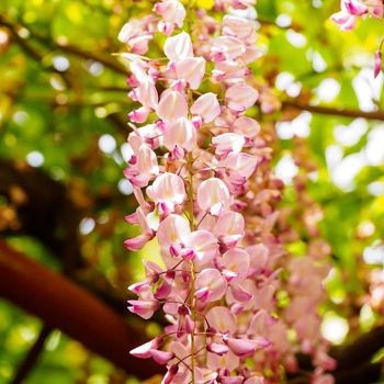 Wisteria floribunda 'Showa Beni' - C3 L - 100/150 cm