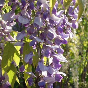 Wisteria brachybotrys 'Golden King' - C3 L - 100/150 cm