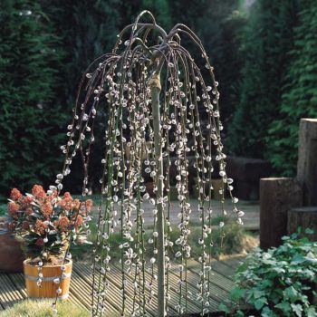 Salix caprea 'Klimarnock' - C7 L - Kalem 150 cm