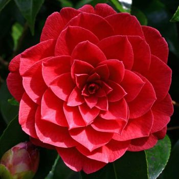 Camellia japonica 'Black Lace' - C3 L - 40/60