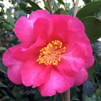 Camellia sasanqua 'Kanjiro' - C3 L - 20/30 cm