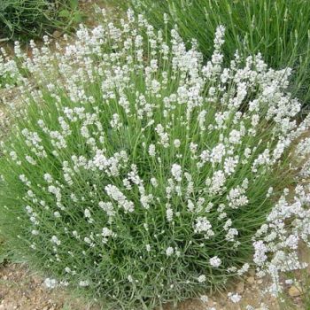 Lavandula angustifolia 'Artic snow' - Lopta - C7.5 L - 30/35 cm
