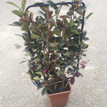 Photinia serrulata 'Red Robin' - C18 L - Špalir 85x55 cm