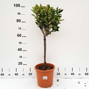 Photinia serrulata 'Red Robin' - C9 L - Kalem 40 cm