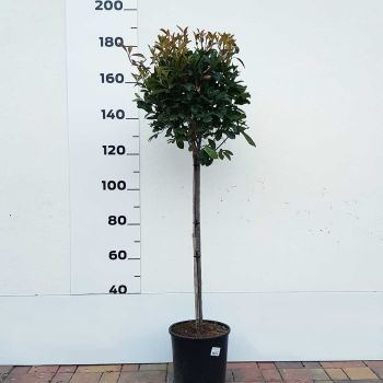 Photinia serrulata 'Red Robin' - C15 L - Kalem 100 cm