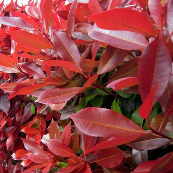 Photinia serrulata 'Red Robin' - C150 L - Multistem