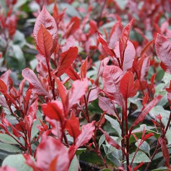 Photinia x fraseri 'Little Red Robin' - C15 L - 40/45 cm Kugla