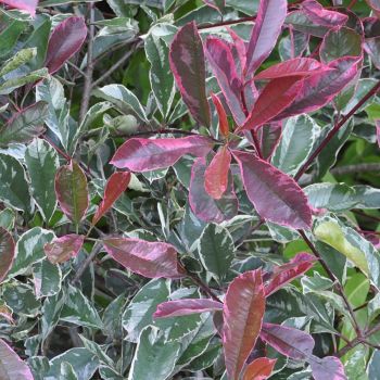 Photinia x fraseri 'Pink Marble' - C2 L - 25/30 100 cm