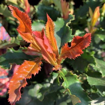 Photinia serratifolia 'Chrunchy' - C3 L - 40/60 cm