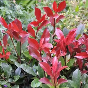 Photinia x fraseri 'Carre Rouge' - C18 L - Špalir 85x55 cm
