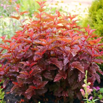 Physocarpus opulus 'Little Angel' - C3 L - 30/50 cm