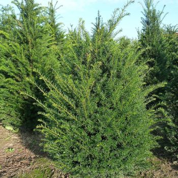 Taxus baccata - C15 L - TOPIJAR
