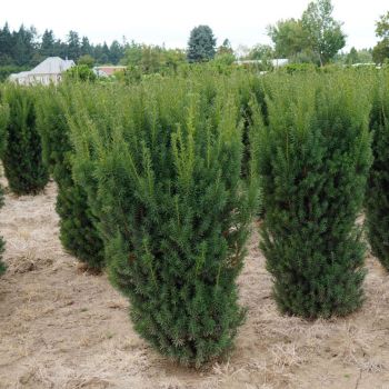 Taxus x media 'Hicksii' - P15 - 20/40 cm