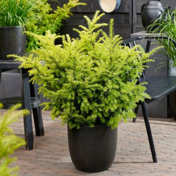 Taxus baccata 'Goldstrike' - C2 L - 25/30 cm