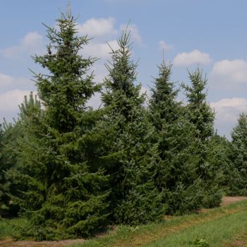 Picea omorica - Busen - 125/150 cm