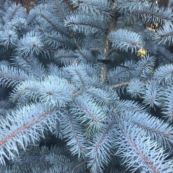 Picea pungens 'Edith' - Busen - 125/150 cm