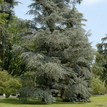 Cedrus atlantica 'Glauca' - C35 L - 175/200 cm