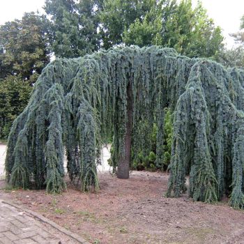Cedrus atlantica 'Glauca Pendula' - C18 L - 100/125 cm
