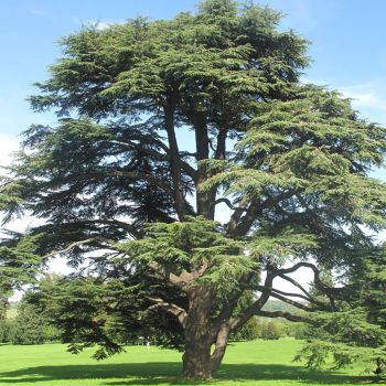 Cedrus atlantica - C25 L - 100/125 cm