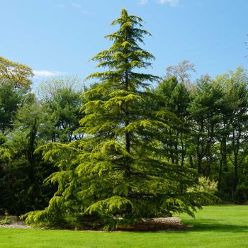 Cedrus deodara 'Aurea' - C35 L - 150/175 CM
