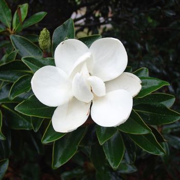 Magnolia grandiflora 'Little Gem' - C15 L - 80/100 cm
