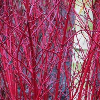 Cornus alba 'Sibirica' - C5 L - 60/80 cm