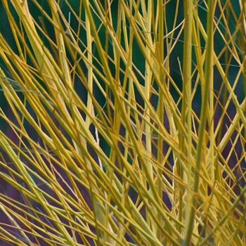 Cornus sericea 'Flaviramea' - C5 L - 50/60 cm