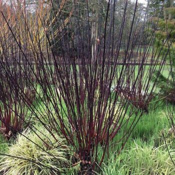 Cornus alba 'Kesselringii' - C5 L - 40/50 cm