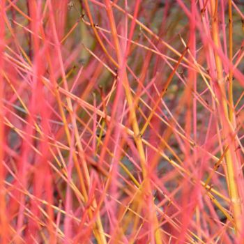 Cornus sanguinea 'Midwinter Fire' - C2 L - 40/50 cm