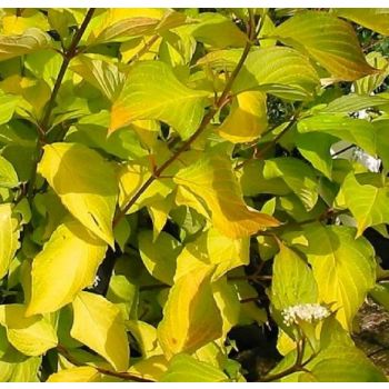 Cornus alba 'Aurea' - C3 L - 40/50 cm