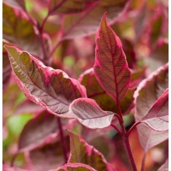 Cornus alba 'Miracle' - C10 L - 30/40 cm